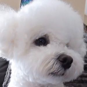 Meet your Posher, Sylvia